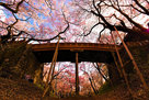 桜雲橋と桜