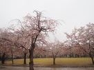小竹薮に咲く桜…