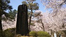 天下第一の桜碑…