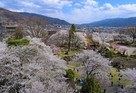 本丸跡　春の風景…