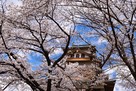 天守　桜越しに…