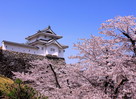 稲荷櫓と満開の桜…