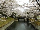 桜咲く水堀
