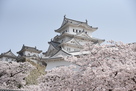 姫路城と桜、サクラ…