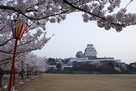 桜並木と姫路城…