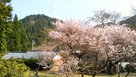 長徳寺の桜と雲林院城遠望…