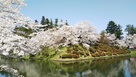 舞鶴城の桜