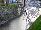 水堀（鵜の首）と桜…