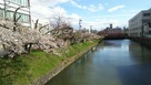 総掘南側の桜（2018春）…