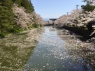 菱門橋から見た水堀の桜…