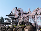 弘前城の天守と桜…