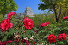 牡丹咲く姫路城…