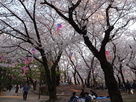 飛鳥山公園の桜…