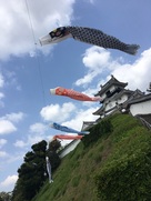掛川城と鯉のぼり…