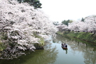 満開の桜と濠と遊覧船…