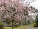 盛岡城、二の丸下の枝垂れ桜…