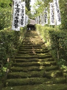 杉本寺の苔の階段を下から…