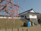桜と櫓門