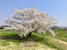 北館の桜