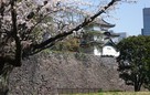 乾通りから見た富士見櫓と桜…