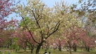三の丸ピクニック広場のウコン桜…