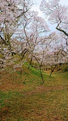 堀と桜