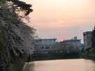 夕陽と桜と堀