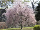 桜と石垣PART２