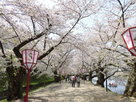 桜のトンネル