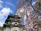 枝垂れ桜と共に…