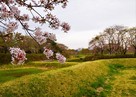 土塁と桜