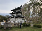 仮置き天守と見頃終わった桜…