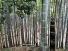 竹の向こう側に空堀…