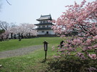 天守と桜と本丸御殿広場…