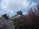 桜の掛川城
