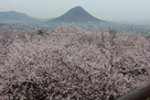 天守から眺めた桜畳と讃岐富士…
