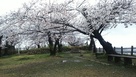雨上がりの本丸跡に咲く桜と天守台跡…
