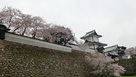 石垣と桜