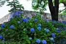 江戸城　天守台と紫陽花…