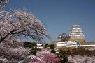 桜と姫路城。