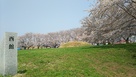 西館跡に咲く満開の桜…