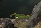 池の睡蓮２