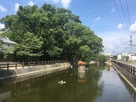 福島八幡宮横の文化池…