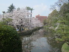 内堀と桜