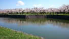 満開の桜と水堀…