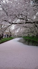 三の丸外堀の桜と花筏…