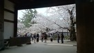 二の丸東内門から、日本最古のソメイヨシノ…