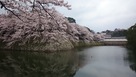 満開の桜を外堀から佐和口多聞櫓、遠く天守…