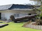 岸和田城前庭の倒木…