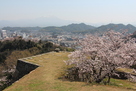 桜と大山（本丸から）…